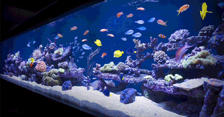 Casino Gets Hacked Through Its Internet-Connected Fish Tank Thermometer